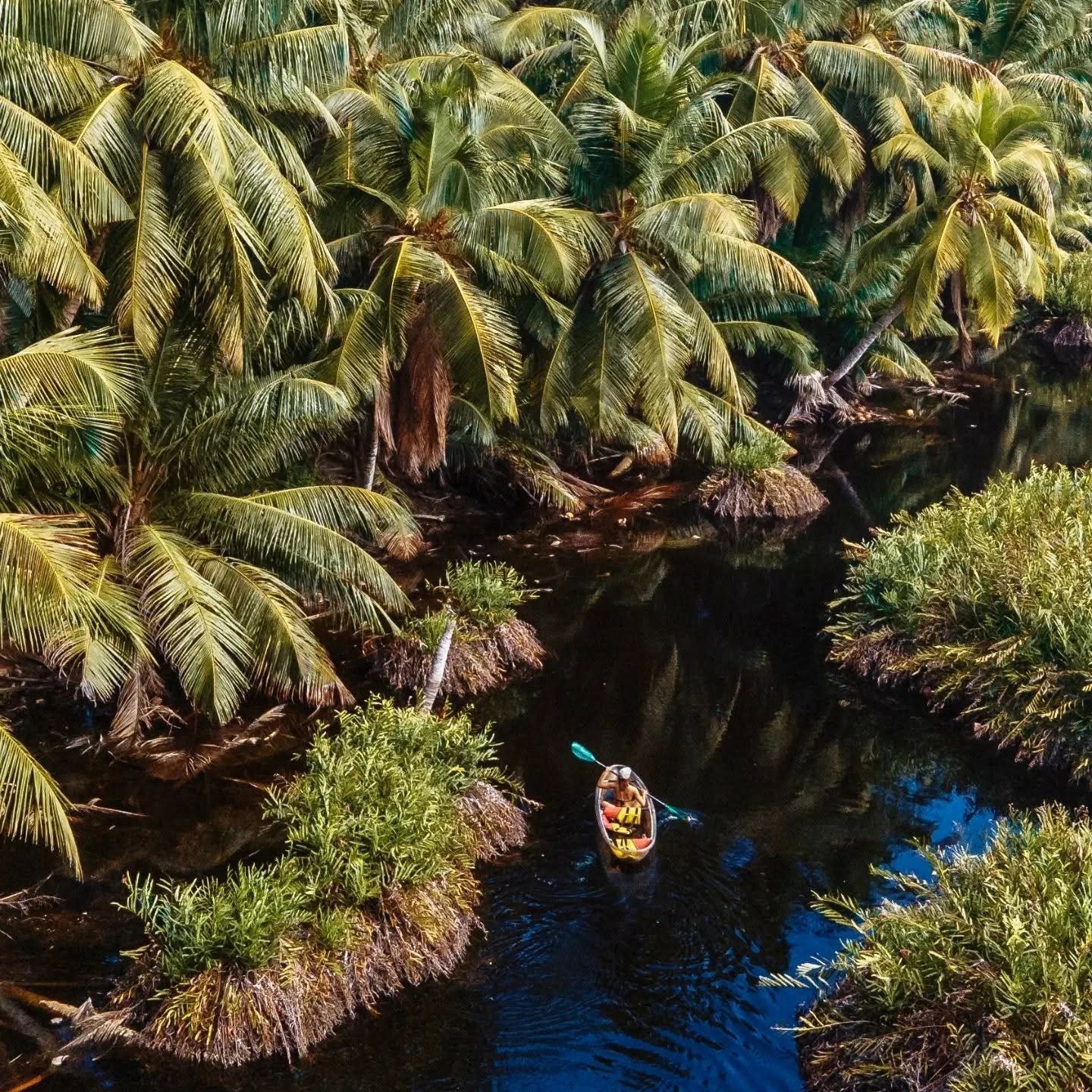 Luftfoto af en kajak i en smal kanal mellem tætte palmer
