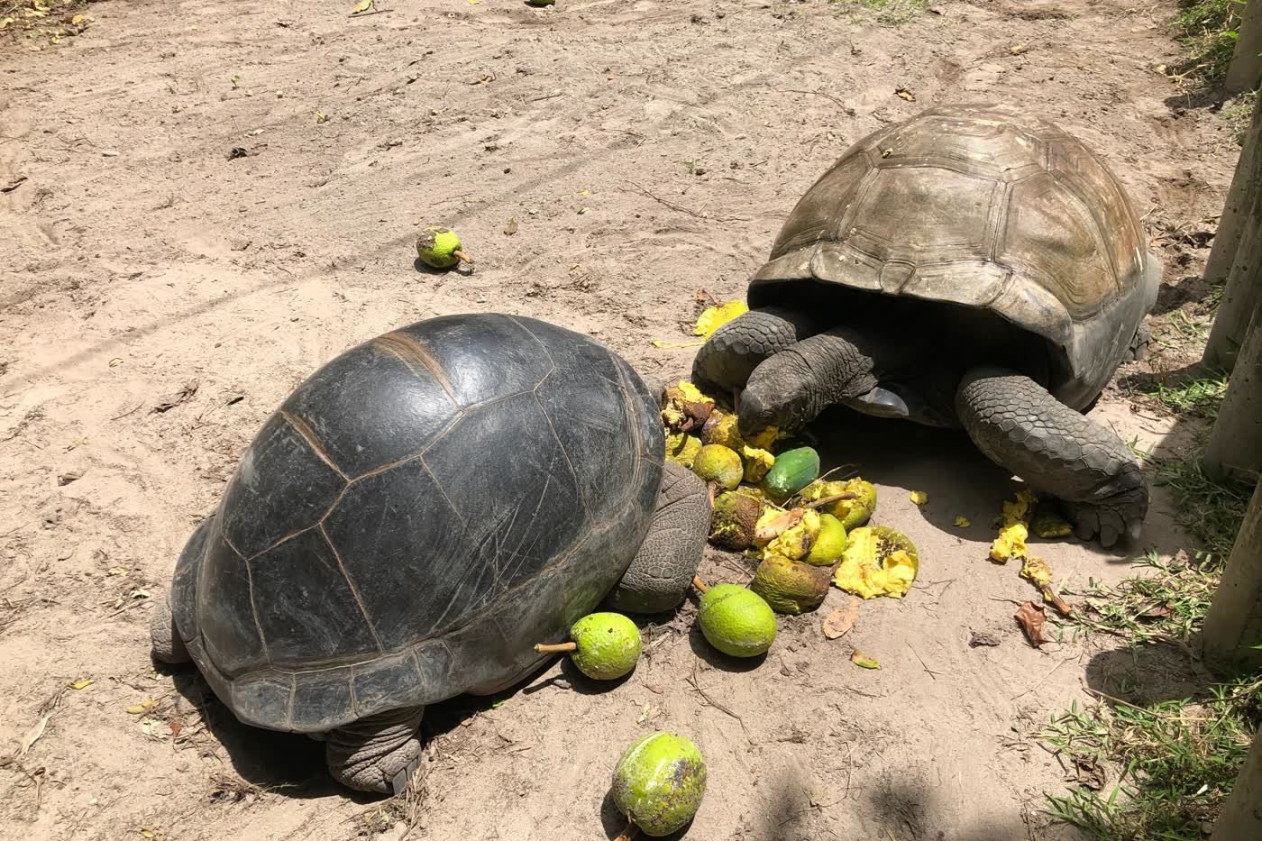 Thomas og en anden Aldabra-kæmpeskildpadde spiser frugt i haven på Alibel Beach Villa