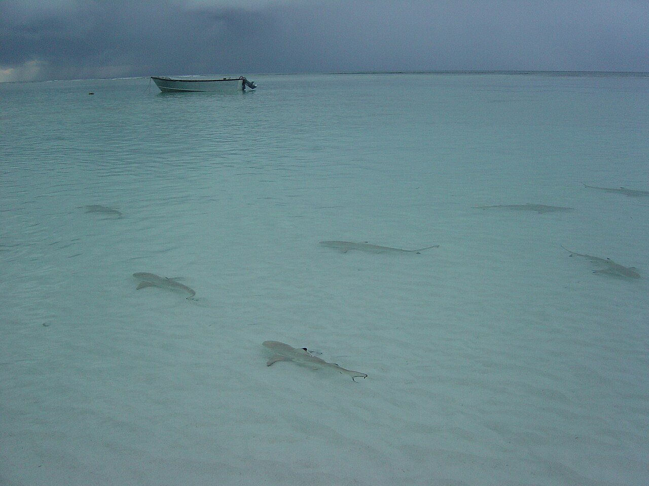 Aldabra, billede 6