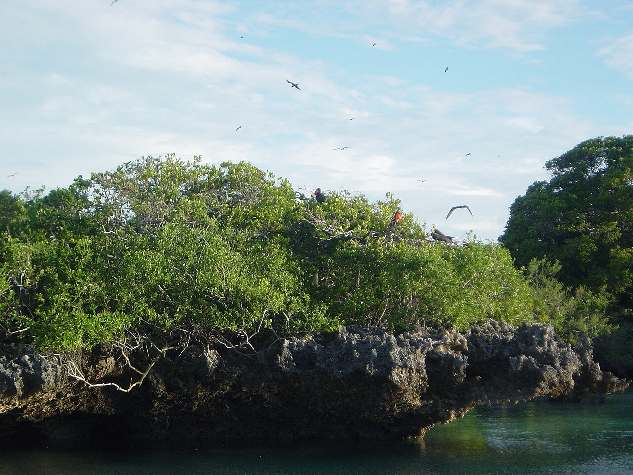 Aldabra, billede 7