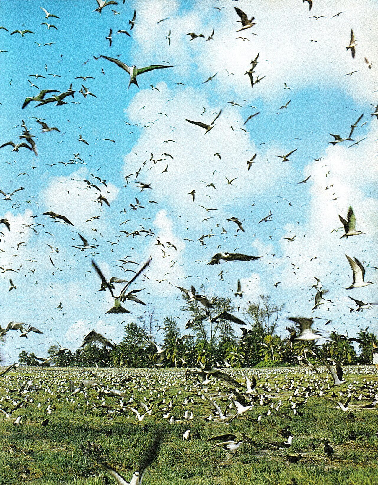 Bird Island, koraløen