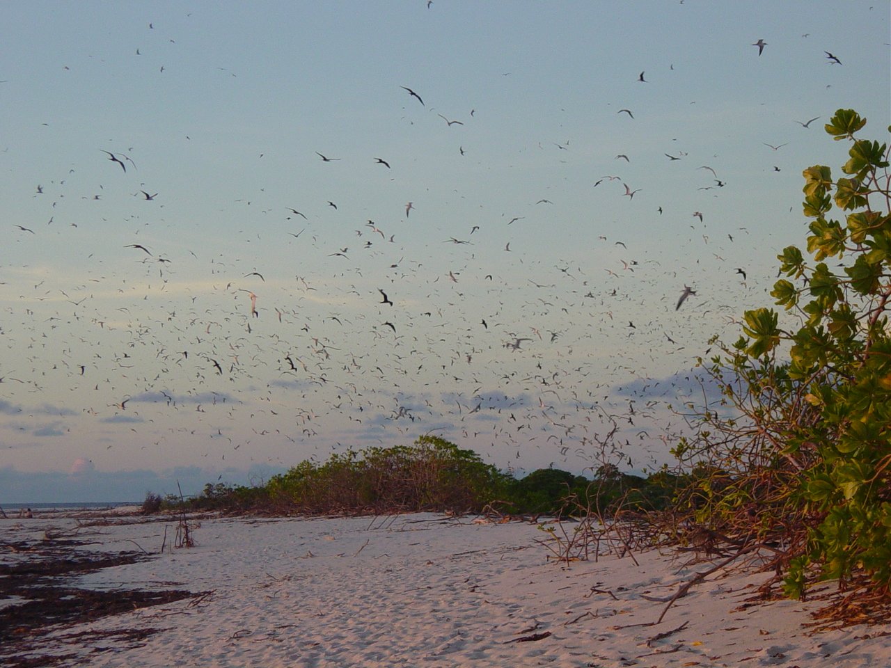 Bird Island, billede 3