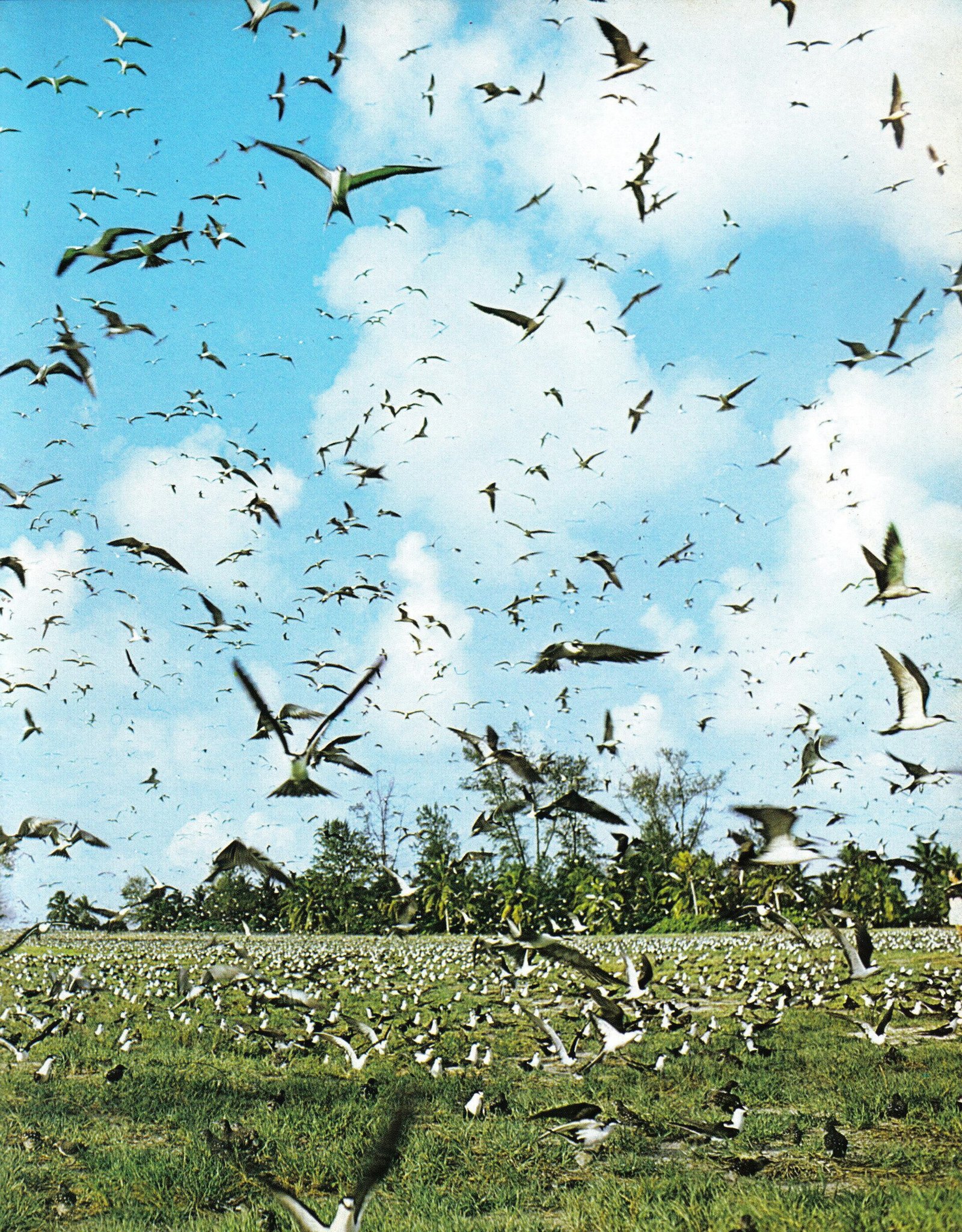 Bird Island, billede 4