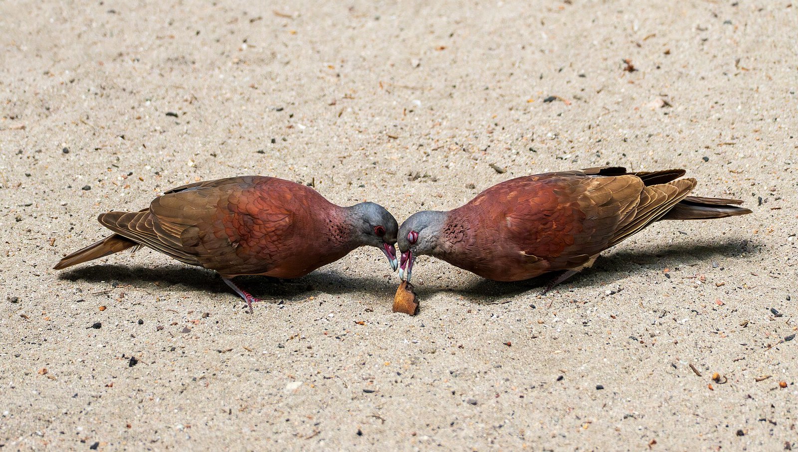 Bird Island, billede 5