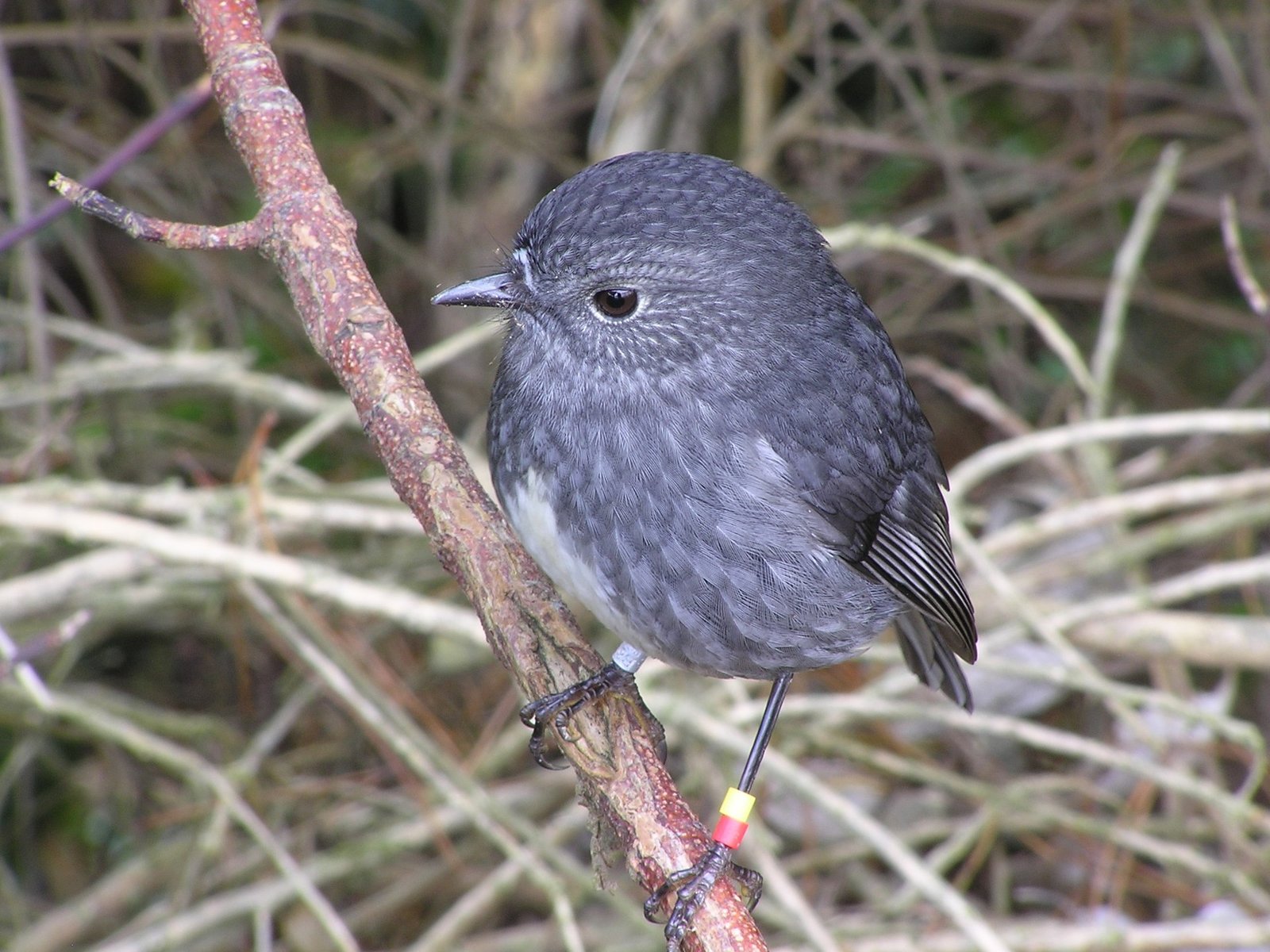 North Island, billede 5