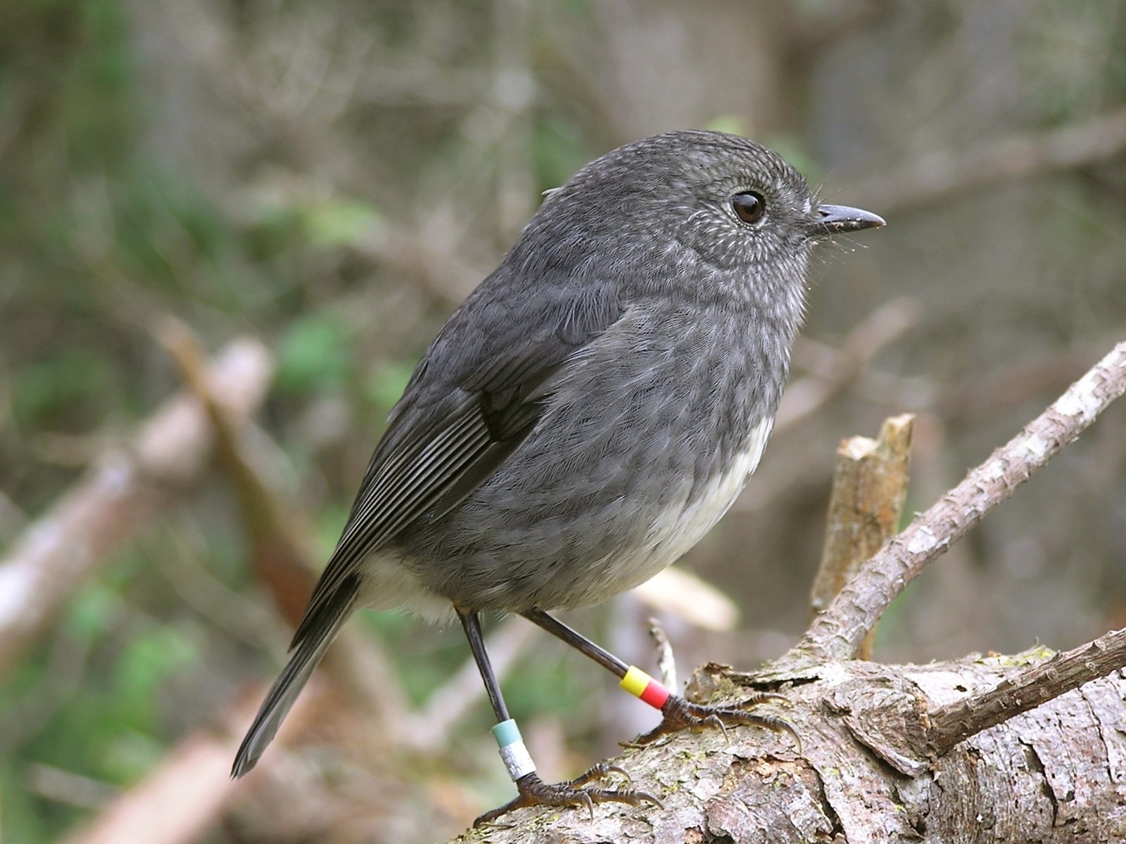 North Island, billede 6