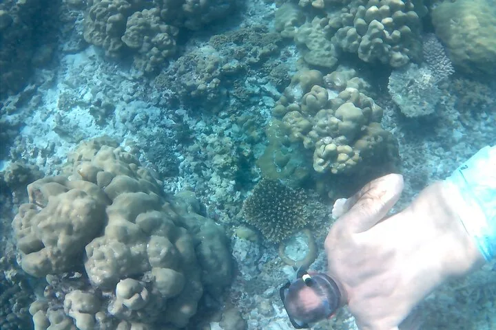 Curieuse, St Pierre og Anse Lafarine, billede 7