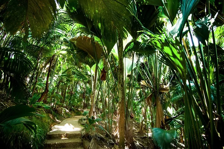 Guidet vandring i Vallée de Mai, billede 4